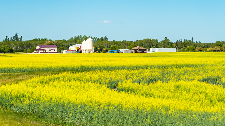 Canola fields in Canada