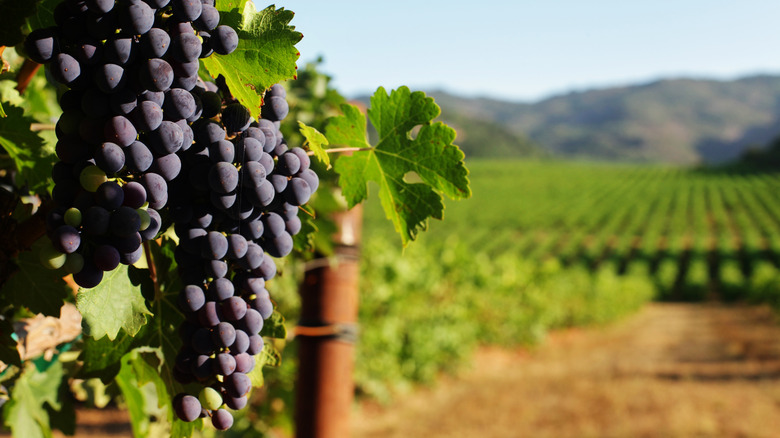 grapes in a vineyard