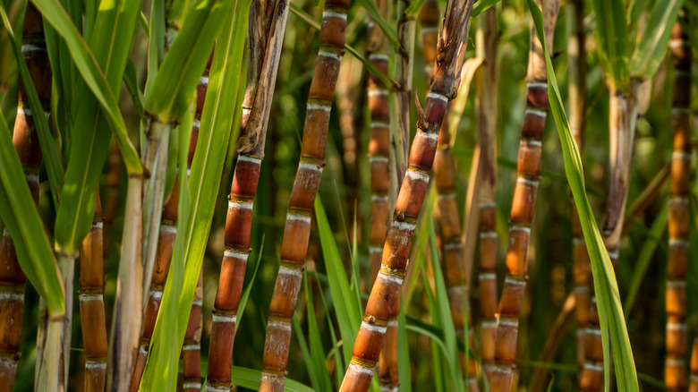 Sugar cane growing 