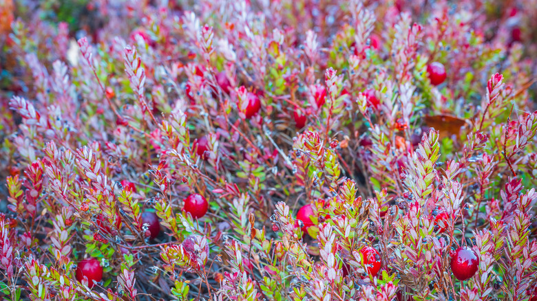 Cranberry bushes