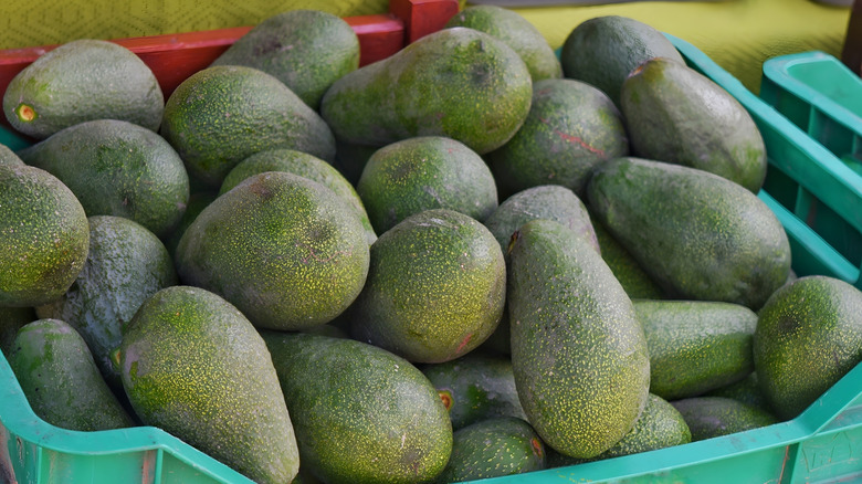 pile unripe avocados