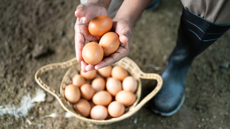 fresh eggs in a hand