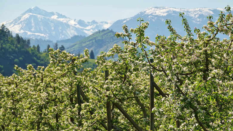 Apple trees in Washington state