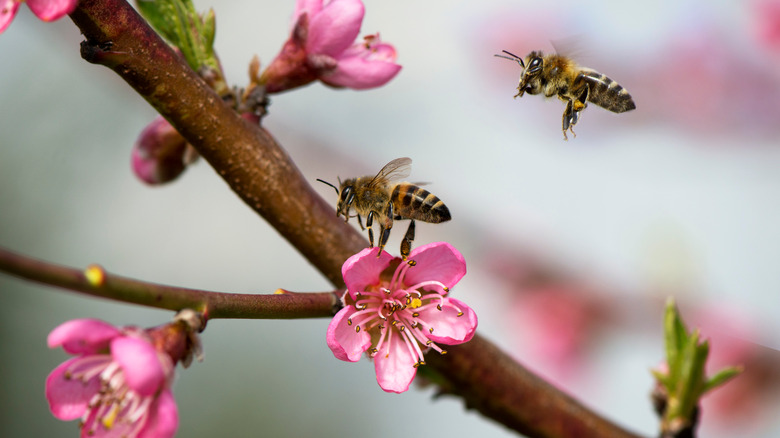 Bees pollinating apple blossoms