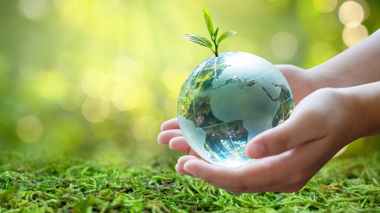 Hands holding a small glass globe with a seedling in it