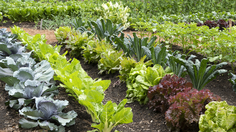 Thriving leafy vegetable garden 