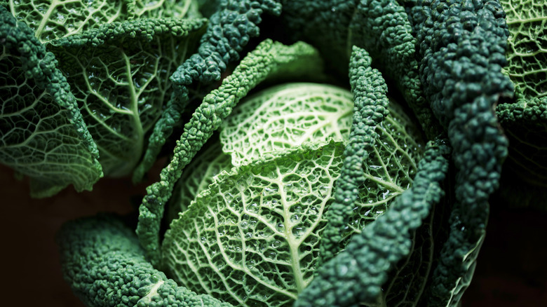 close-up of a savoy cabbage