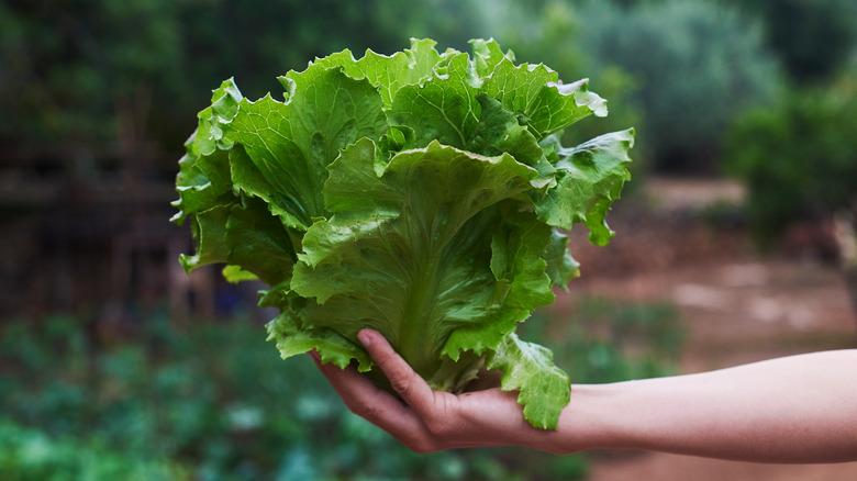 person holding lettuce leaves