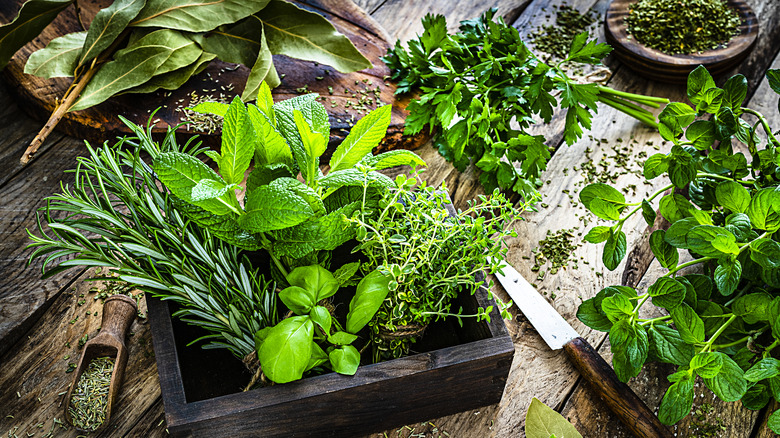 Freshly picked herbs 