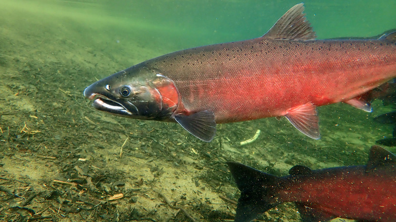 close up of swimming coho