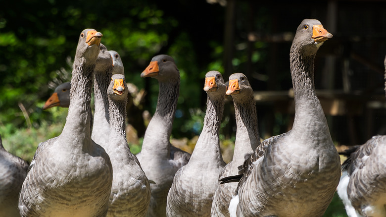 French ducks outside