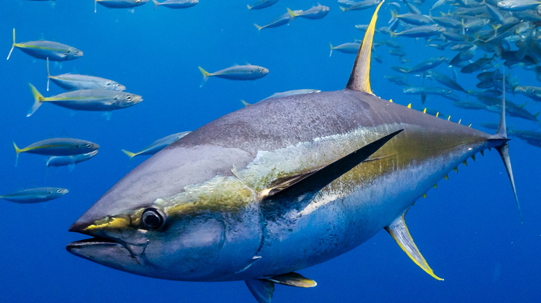 a living blue fin tuna