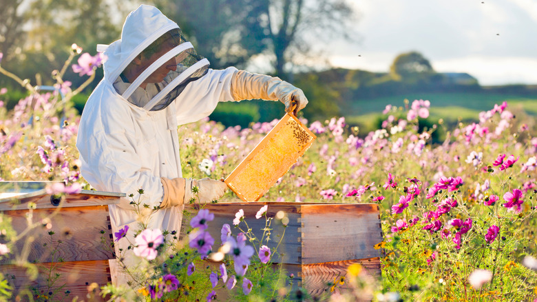 beekeeper in garden