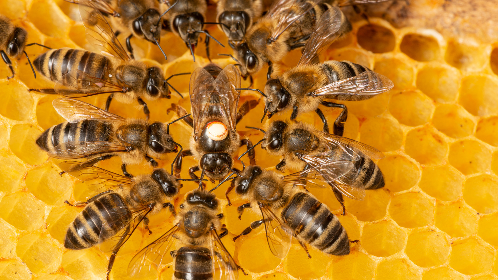 The Difference Between Farmed Honey And Wild Honey