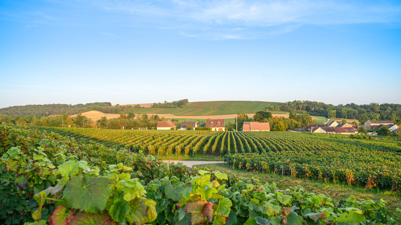 a landscape view of a french vineyard