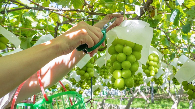 a person using scissors to cut grapes from a vine