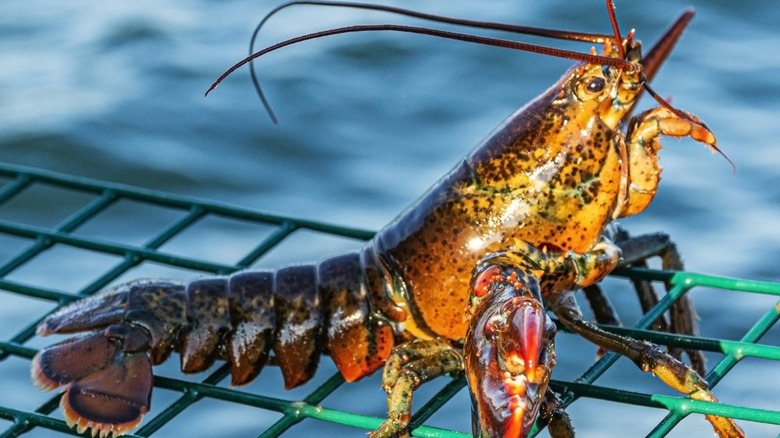 A live lobster sitting on a wire pot