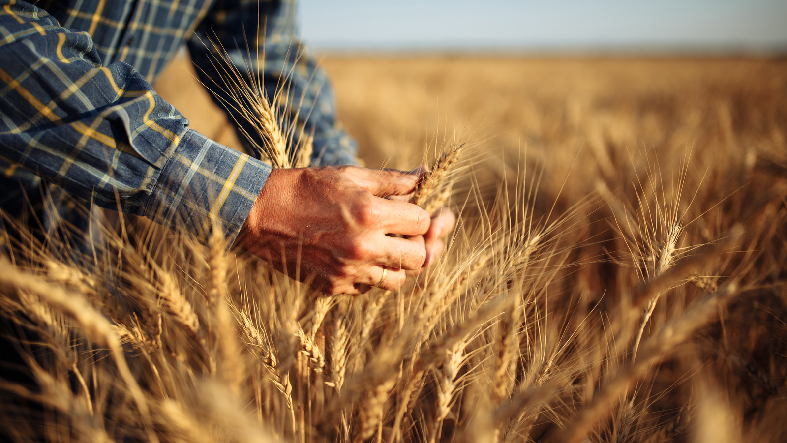 The Difference Between Red And White Wheat