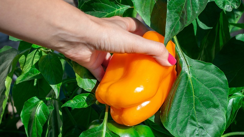 A hand picking an orange bell pepper from plant