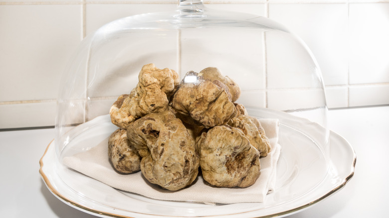 White Alba truffle under glass