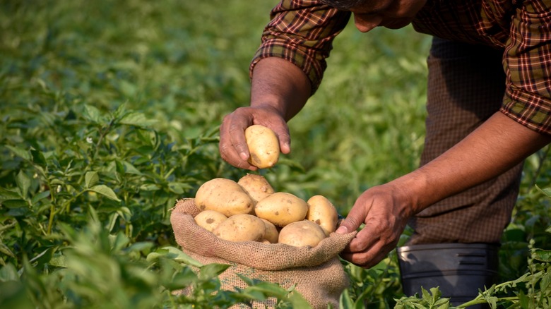 Yukon potatoes on counter with cutting knife 