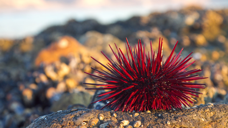 california sea urchin