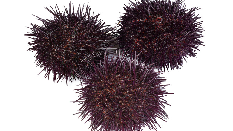 spiky sea urchin