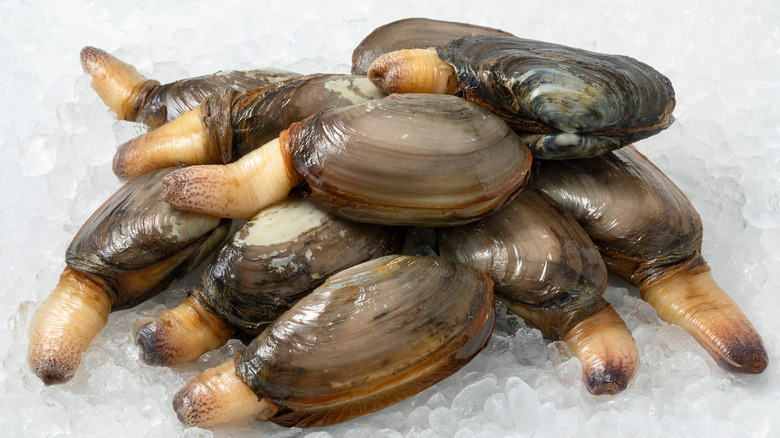 Soft Shell Clam