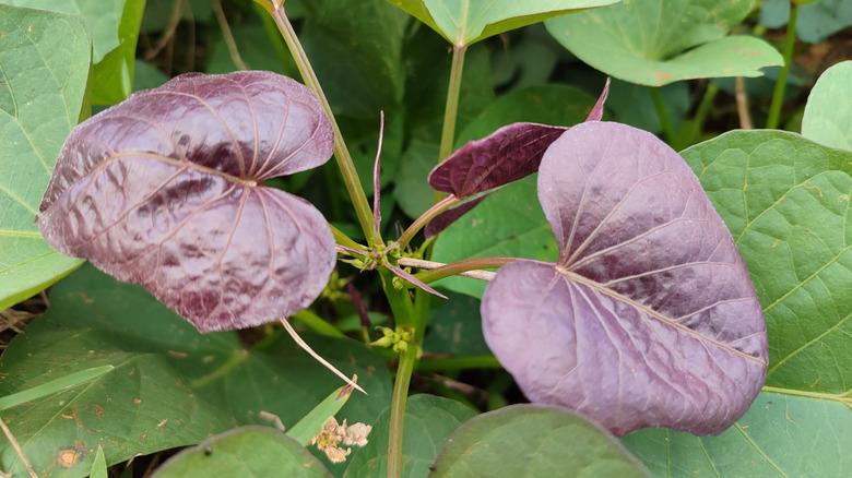 Purple sweet potato leaves