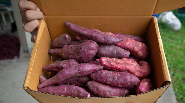 Molokai purple sweet potatoes