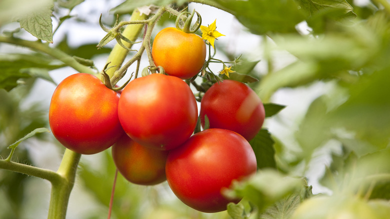 ripe and unripe tomatoes