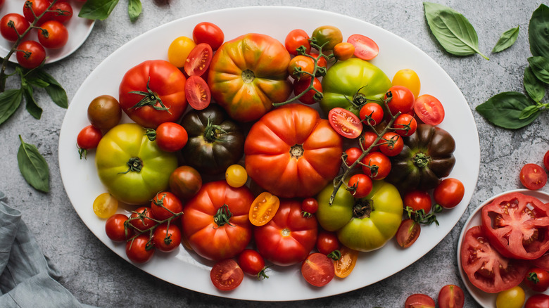 large plate of tomato varieties