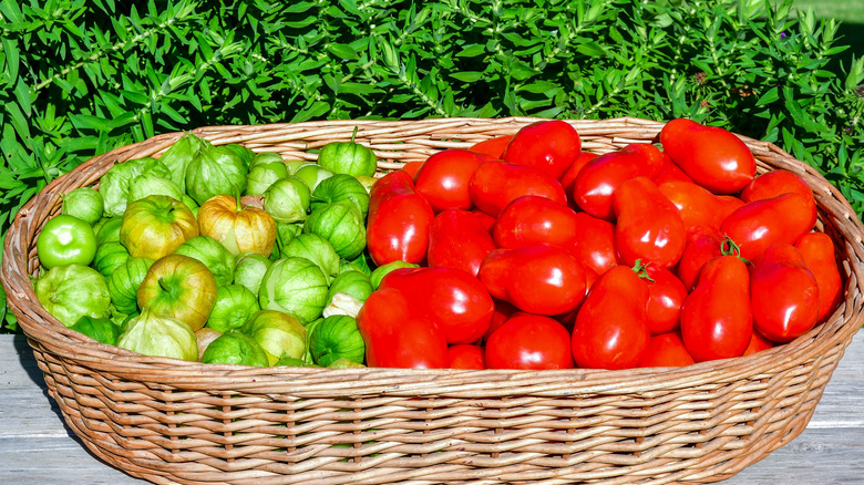 tomatoes and tomatillos in a basket