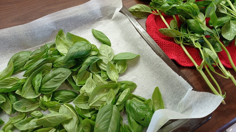 basil leaves on a tray