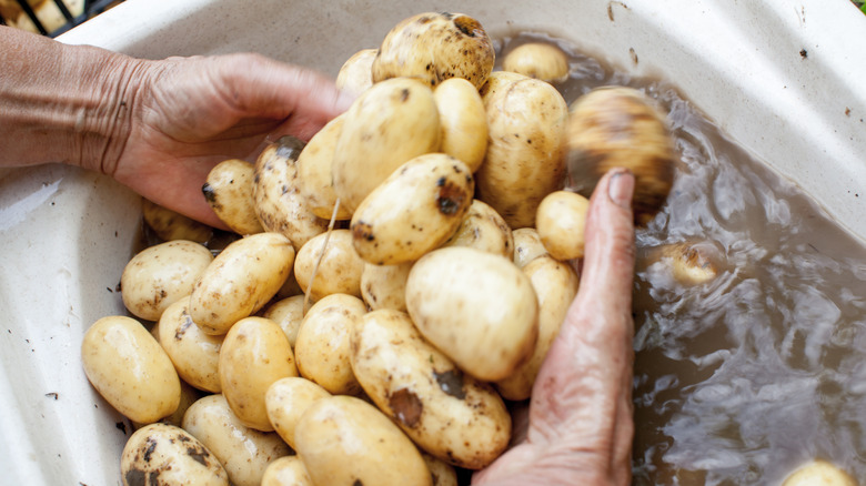 potatoes soaking in water