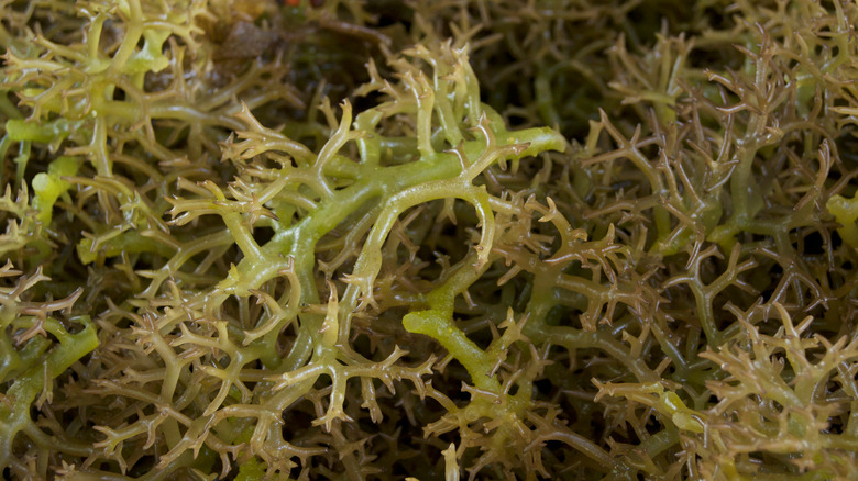 Carrageenan seaweed