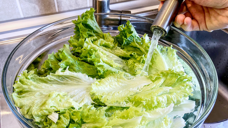 lettuce soaking in a bowl of water