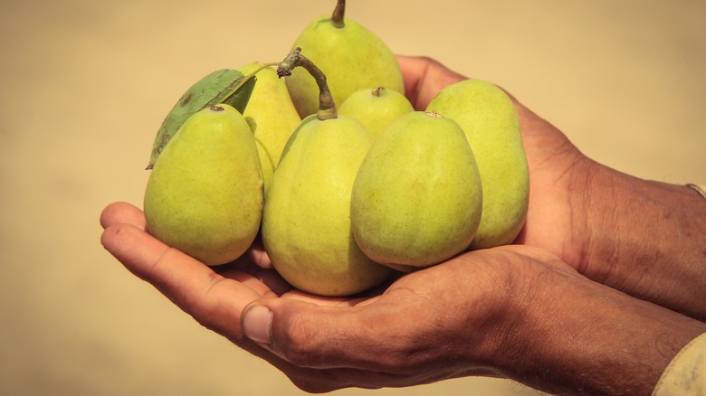 hand carrying a bunch of pears 