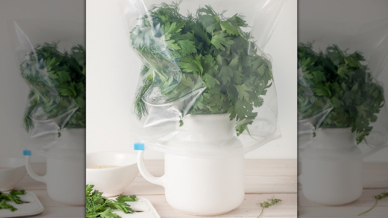 Bunch of cilantro in a jar covered by a plastic bag