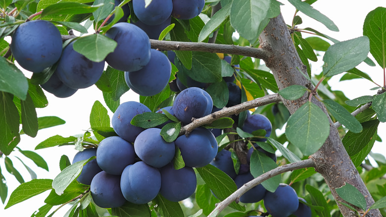 italian prune plums on tree