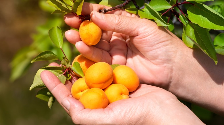 Hands picking apricots