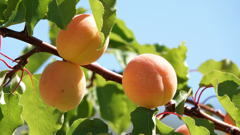 Blenheim apricots on a branch