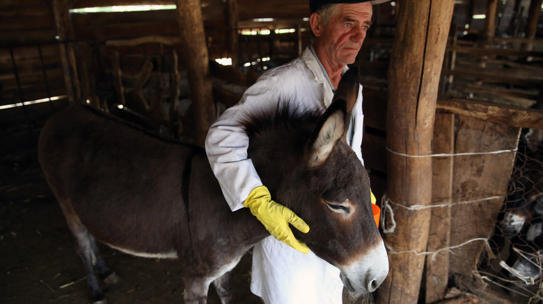 Farmer with Balkan donkey