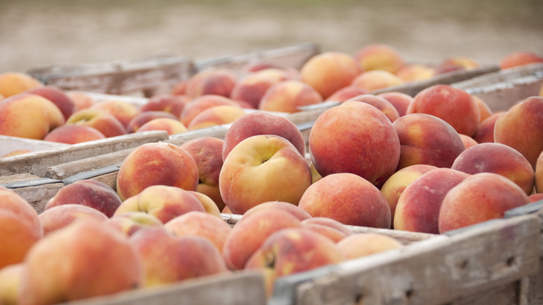 Crates of fresh peaches