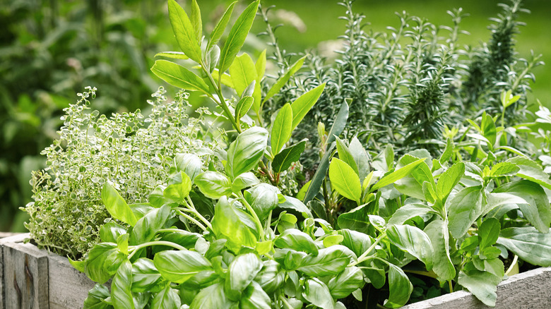 various herbs growing in raised bed