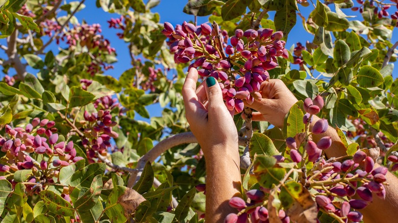 hands harvesting pistachios