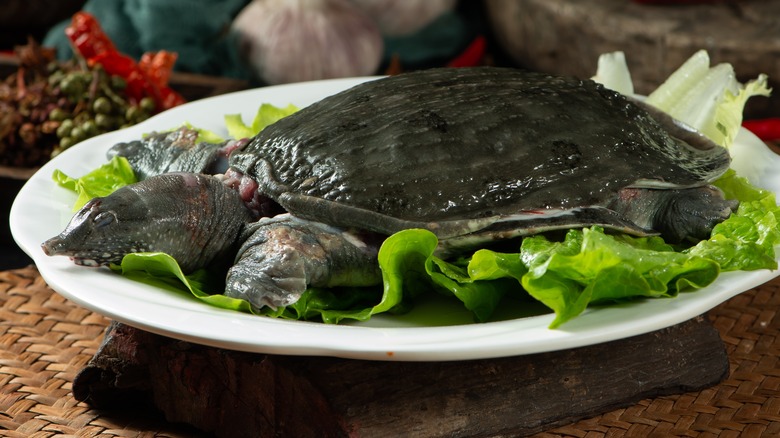 cooked turtle on lettuce