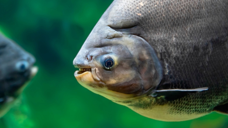 pacu fish showing teeth