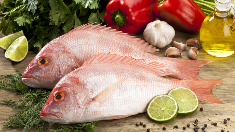 fresh red snapper fish