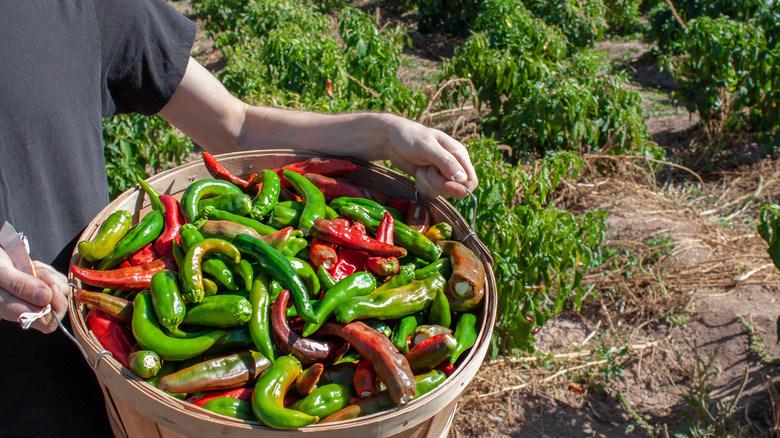 Green and red hatch chiles being harvested